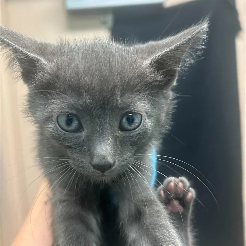 A baby small-sized female Gray / Blue / Silver Domestic Short Hair cat named Lavender for adoption in Tacoma, WA