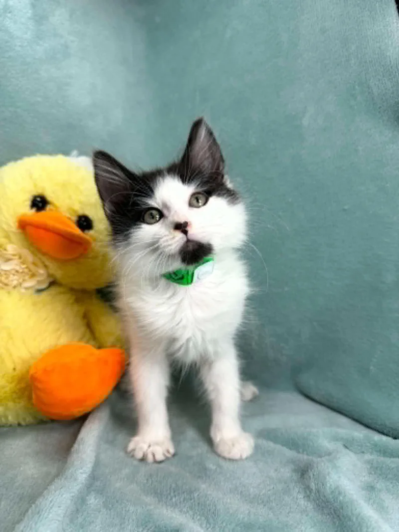 A young medium-sized male Black & White / Tuxedo Domestic Short Hair cat named Pablo for adoption in Tavares, FL
