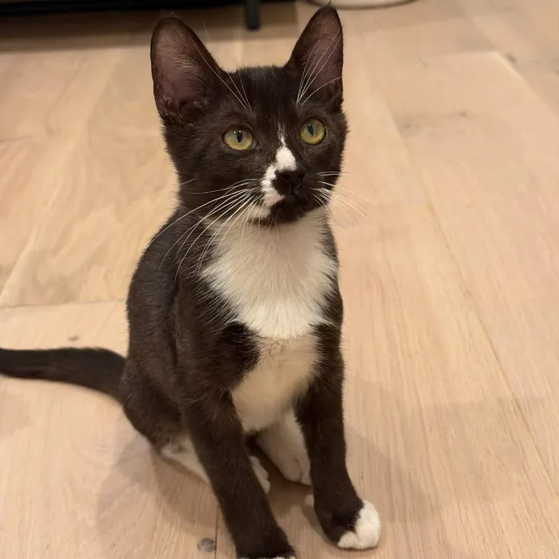 A baby small-sized male Black Domestic Short Hair cat named Phoenix for adoption in Sunnyvale, CA
