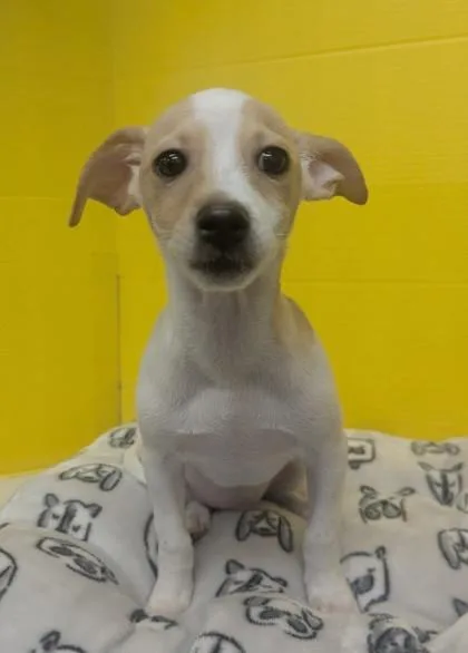 A baby small-sized male Chihuahua dog named Jim for adoption in Houston, TX