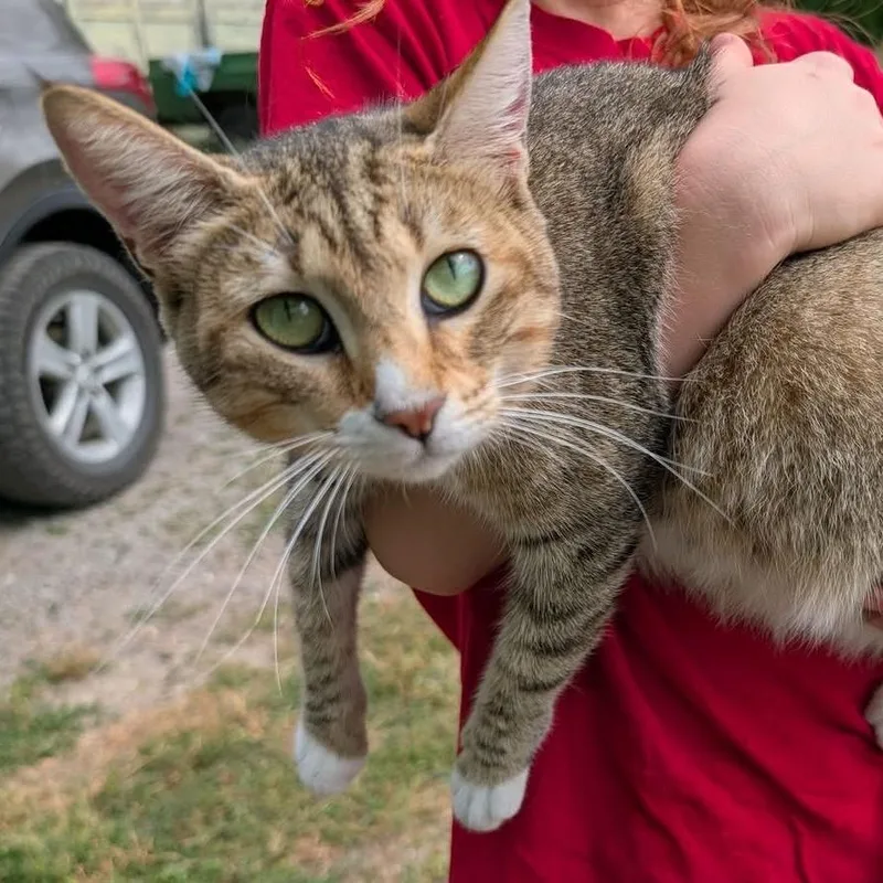 A young medium-sized female Domestic Short Hair cat named Daisy for adoption in Priest River, ID