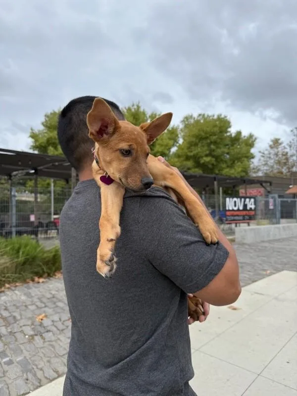 A baby medium-sized female Yellow / Tan / Blond / Fawn Labrador Retriever dog named Angie for adoption in Van Nuys, CA