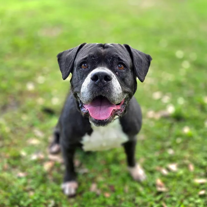 A senior large-sized female Mixed Breed dog named Sasha for adoption in Port Charlotte, FL