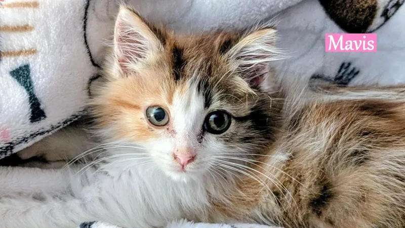 A baby medium-sized female Domestic Medium Hair cat named Mavis for adoption in Hoover , AL