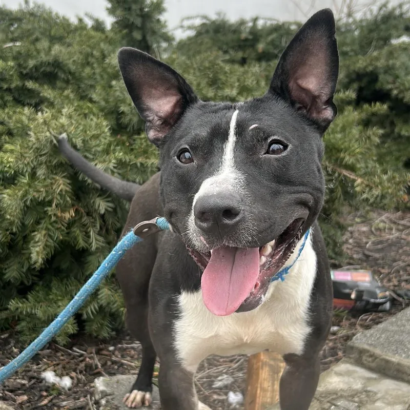 An adult medium-sized male Black Pit Bull Terrier dog named Radish for adoption in Weimar, CA