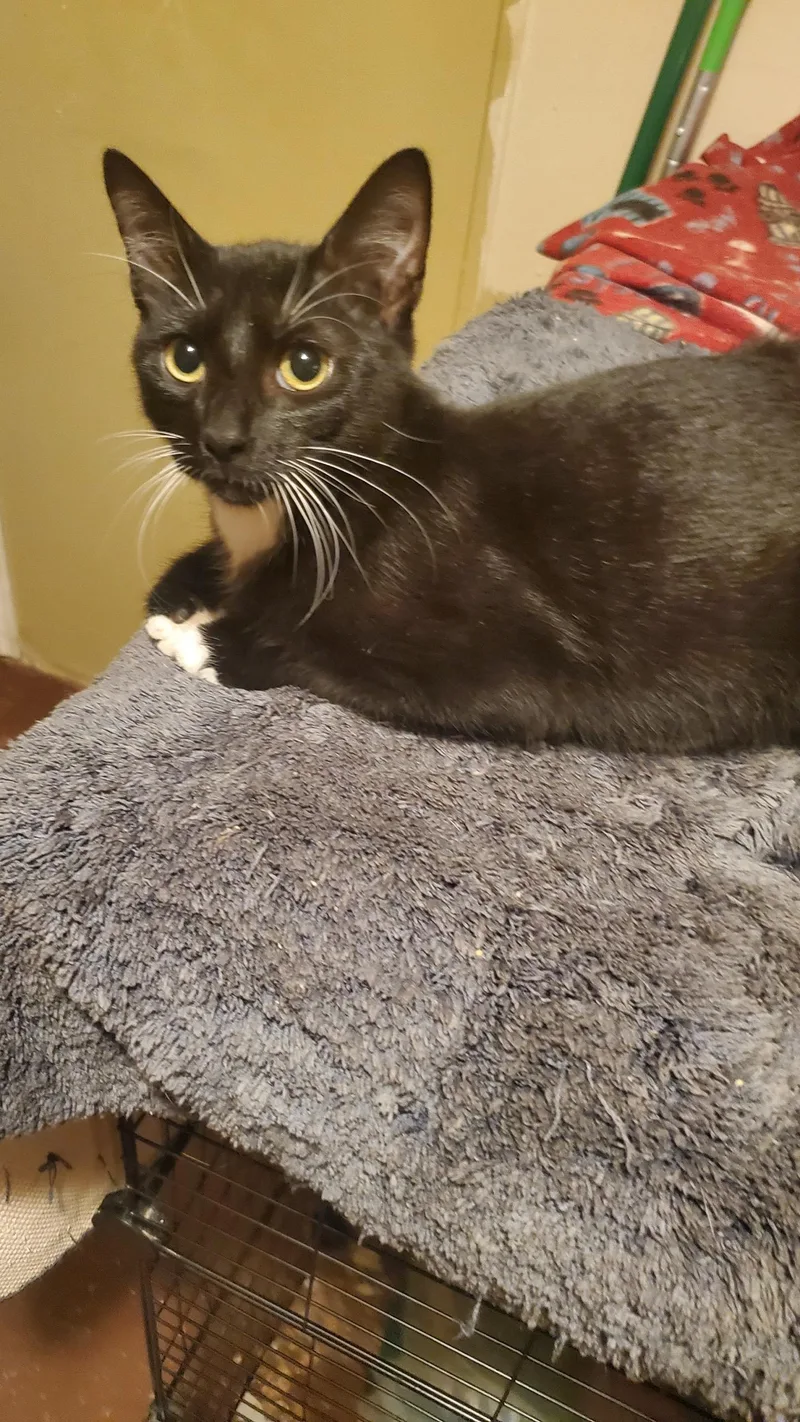 A young medium-sized male Domestic Short Hair cat named Atreyu for adoption in Mansfield, TX