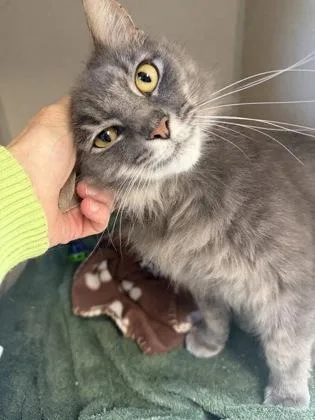 An adult medium-sized male Gray / Blue / Silver Domestic Medium Hair cat named Emerson for adoption in Salem, NH