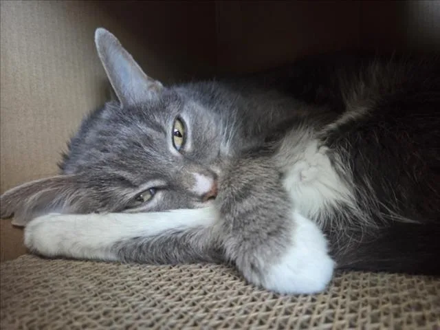 Thunder Cat thumbnail 2