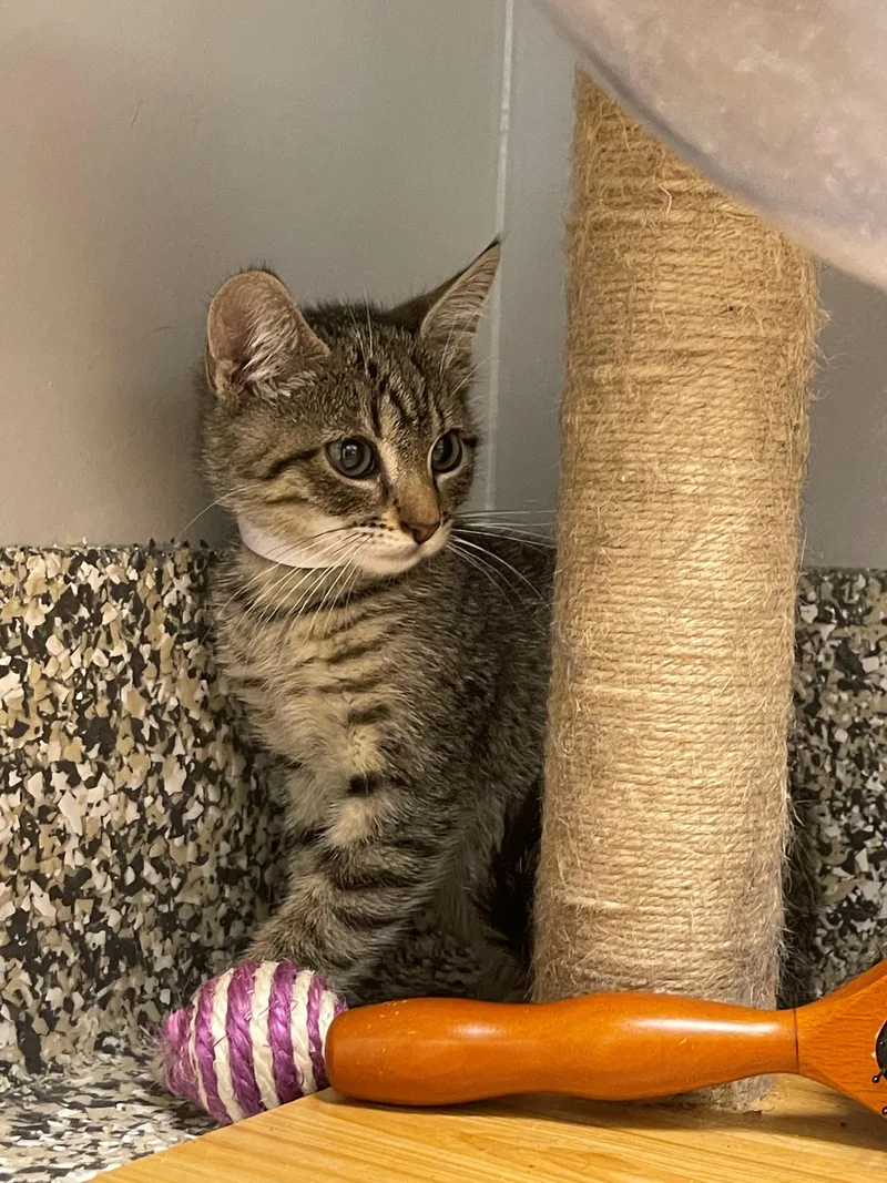 A young small-sized male Tabby (Brown / Chocolate) Domestic Short Hair cat named Charlie for adoption in Syosset, NY
