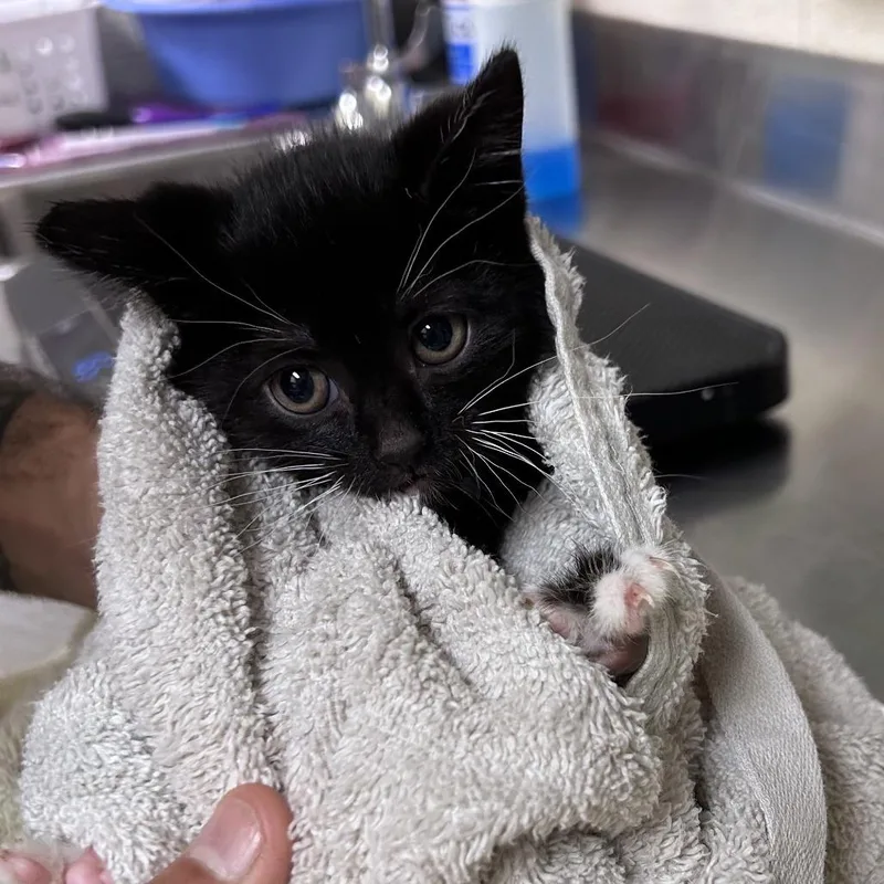 A baby small-sized female Black Domestic Short Hair cat named Hissteria for adoption in Asheville, NC