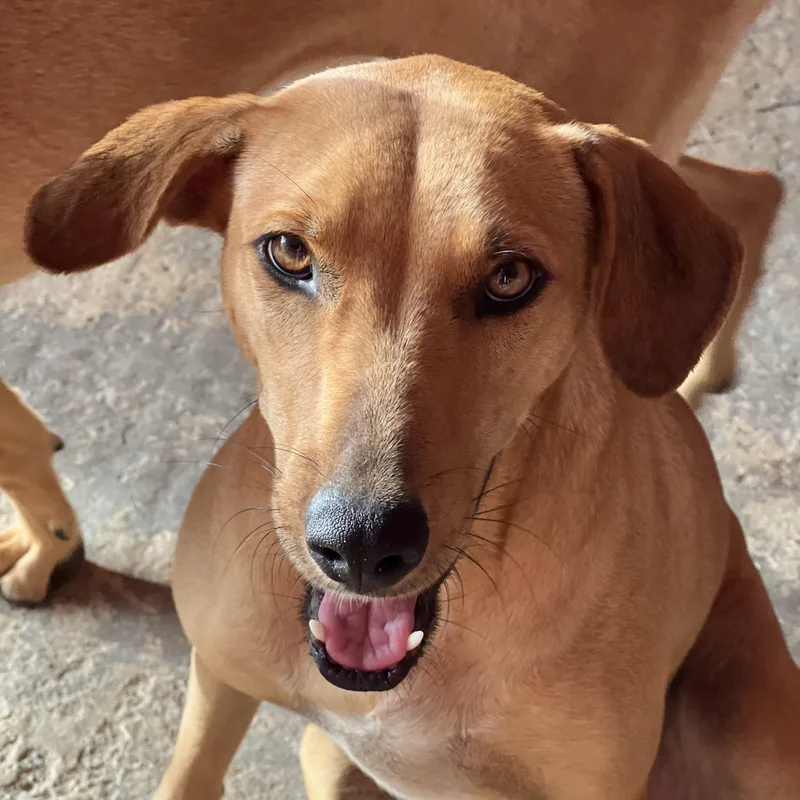 A young medium-sized female Red / Chestnut / Orange Labrador Retriever dog named Maya for adoption in Milwaukie, OR