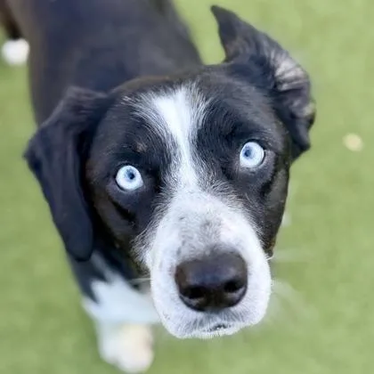 An adult medium-sized male Mixed Breed dog named Tatum for adoption in Largo, FL