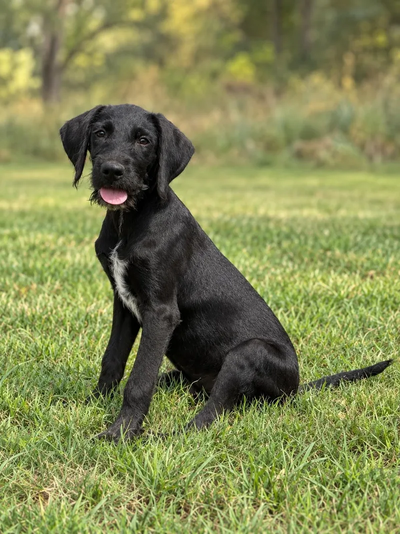 A young medium-sized male Labrador Retriever dog named Connor for adoption in Helotes, TX