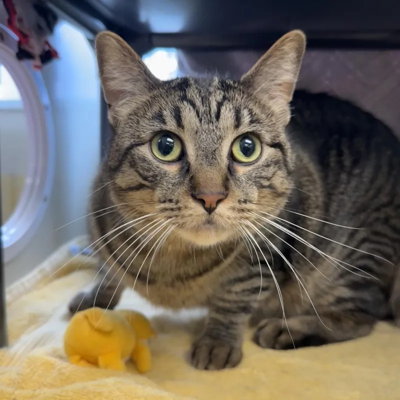 An adult large-sized male Black Domestic Short Hair cat named Teddy Gramz for adoption in West Olive, MI