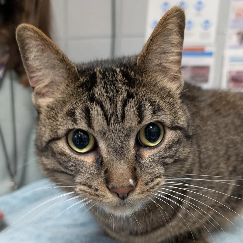 Teddy Gramz thumbnail 4