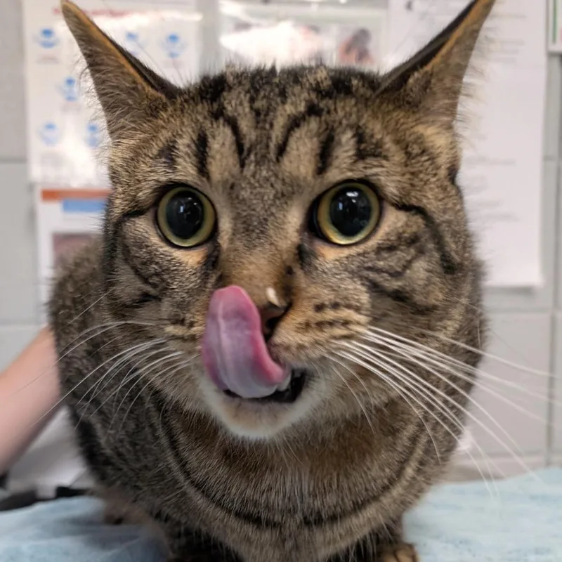 Teddy Gramz thumbnail 5