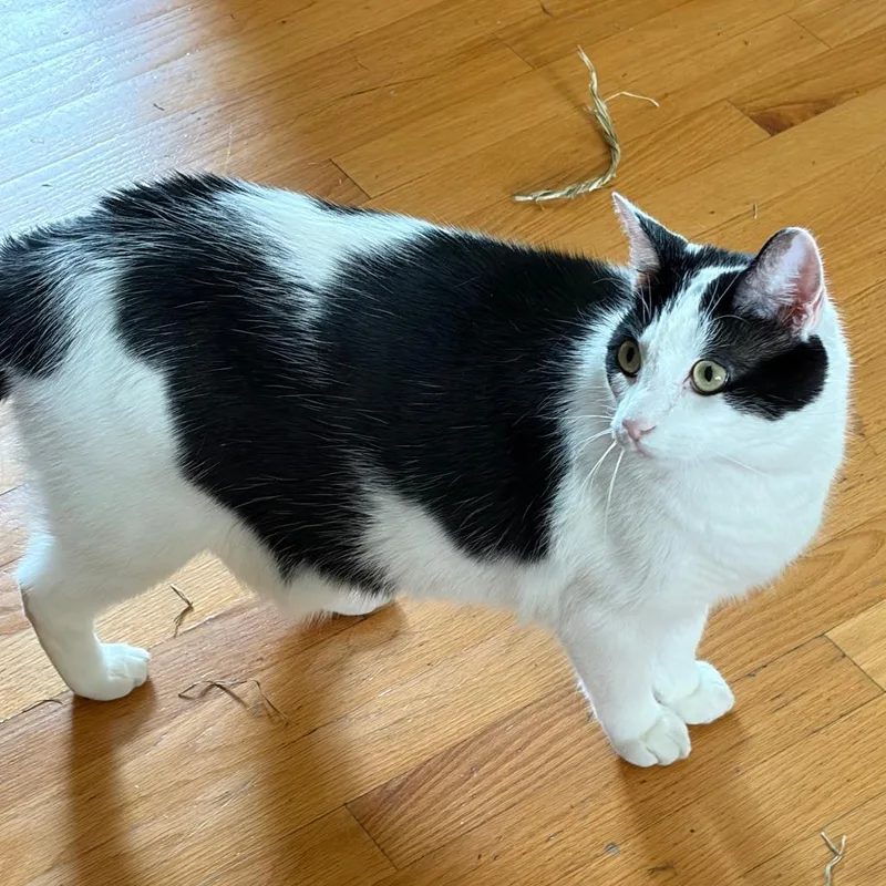 An adult large-sized male Black Domestic Short Hair cat named Ace for adoption in Lynchburg, VA