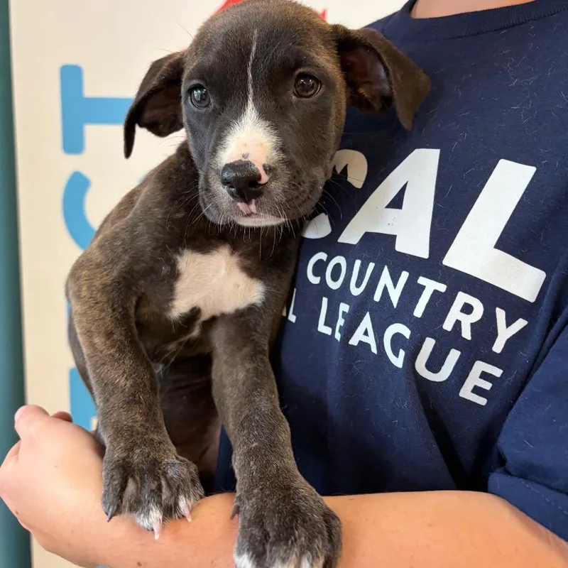 A baby small-sized female Mixed Breed dog named Mulan for adoption in Morrisville, VT