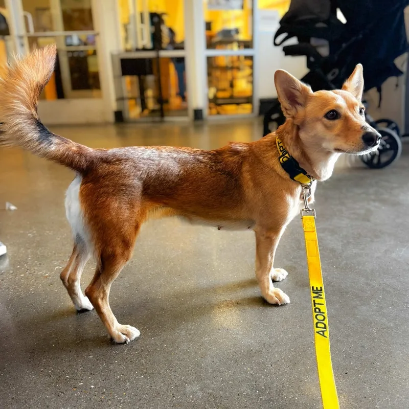 An adult small-sized female Carolina Dog dog named Emi for adoption in Bastrop, TX