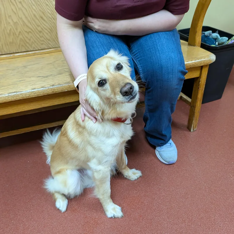 An adult medium-sized male Golden Retriever dog named Leon for adoption in Accident, MD