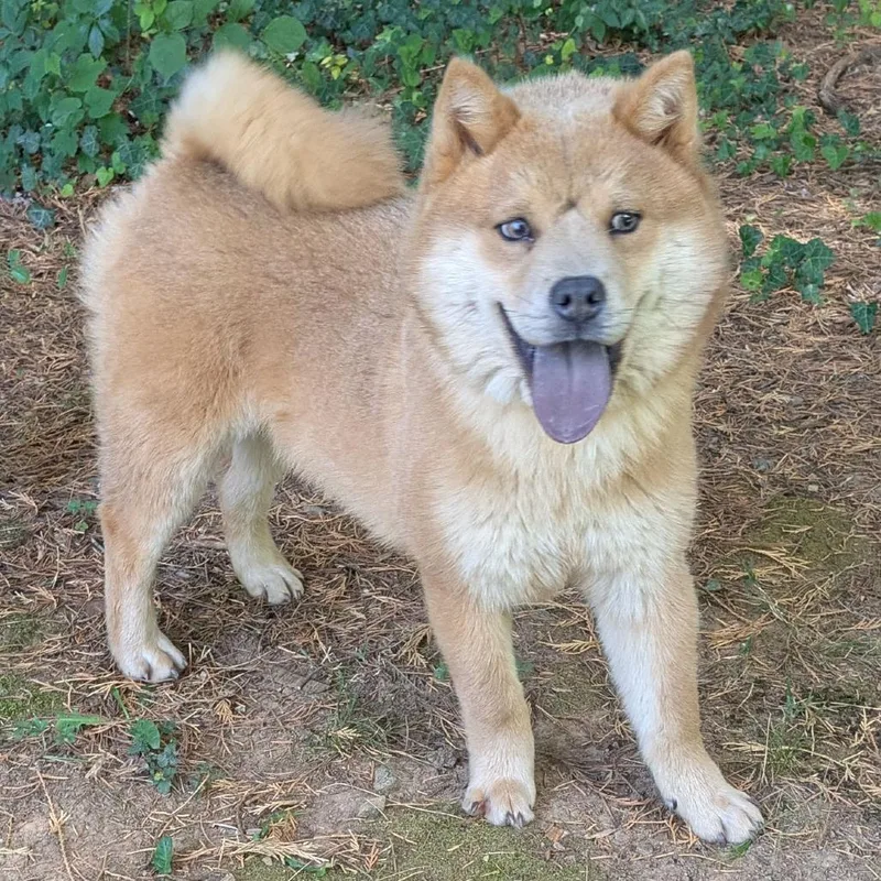 An adult medium-sized male Red / Chestnut / Orange Chow Chow dog named Joey Chestnut for adoption in Charlottesville, VA