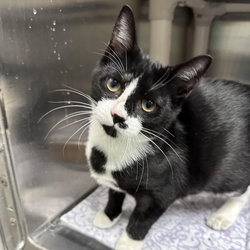 A baby medium-sized female Domestic Short Hair cat named Susan for adoption in Gainesville, FL