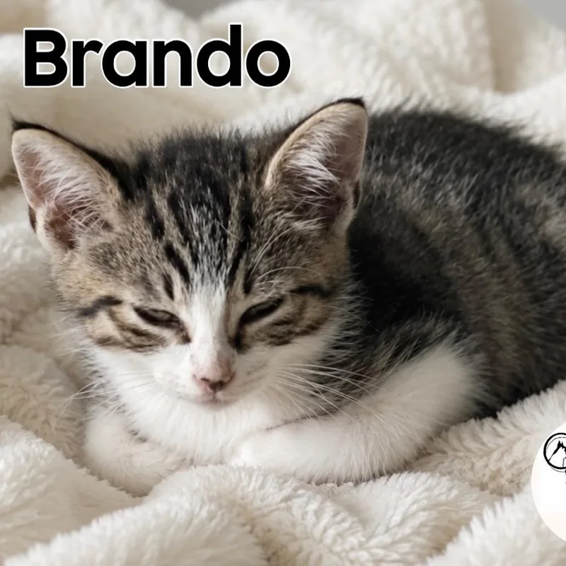 Brando