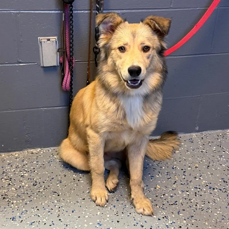 An adult medium-sized female Yellow / Tan / Blond / Fawn Collie dog named Tuscstray for adoption in Tuscaloosa, AL