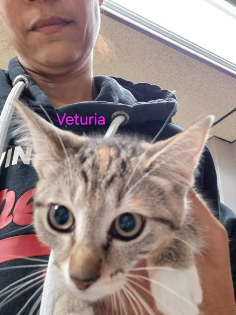 A baby medium-sized female Domestic Short Hair cat named Veturia for adoption in Cincinnati, OH