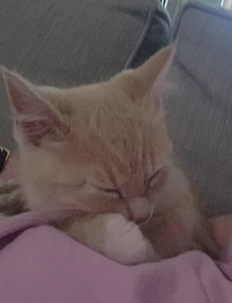 A baby medium-sized male Orange / Red Domestic Short Hair cat named Leo for adoption in Herndon, VA