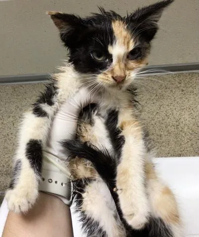 A young small-sized female Domestic Short Hair cat named Xena for adoption in Riverside, CA