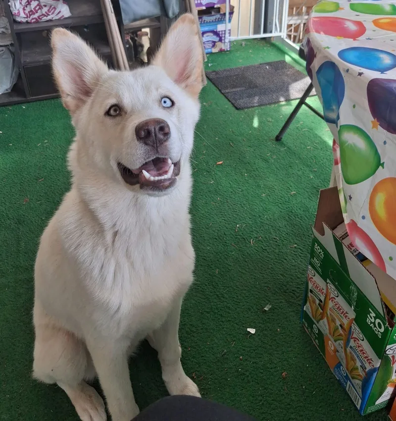 A baby medium-sized male White / Cream Alaskan Malamute dog named Whisky for adoption in Sunnyside, WA