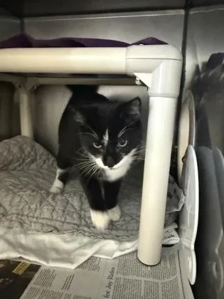 An adult small-sized male Domestic Short Hair cat named Midnight for adoption in Madison, NJ