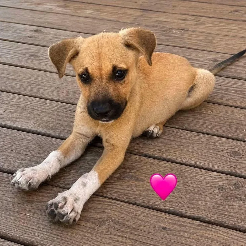 A baby medium-sized female Yellow / Tan / Blond / Fawn German Shepherd Dog dog named Brooke for adoption in Brentwood, CA