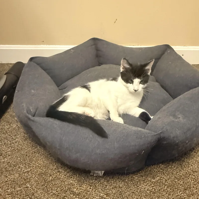 A baby small-sized male Black Domestic Short Hair cat named Donkey for adoption in East Greenwich, RI