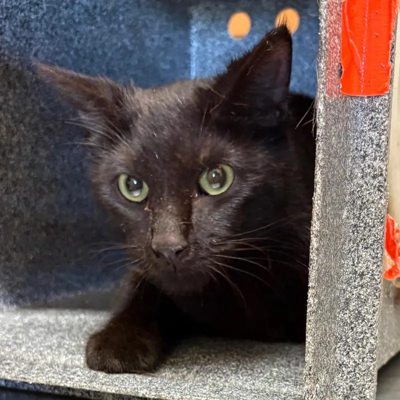 A young medium-sized male Black Domestic Short Hair cat named Tibbs for adoption in Birmingham, AL