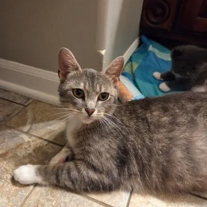 An adult small-sized female Domestic Short Hair cat named Cleopatra for adoption in St. Anne, IL