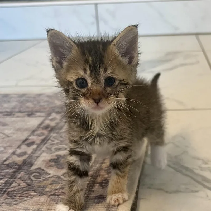 A baby small-sized female Torbie Domestic Short Hair cat named Mila for adoption in Auburn, AL