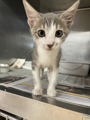 A baby small-sized female Domestic Short Hair cat named Sonya for adoption in Houston, TX