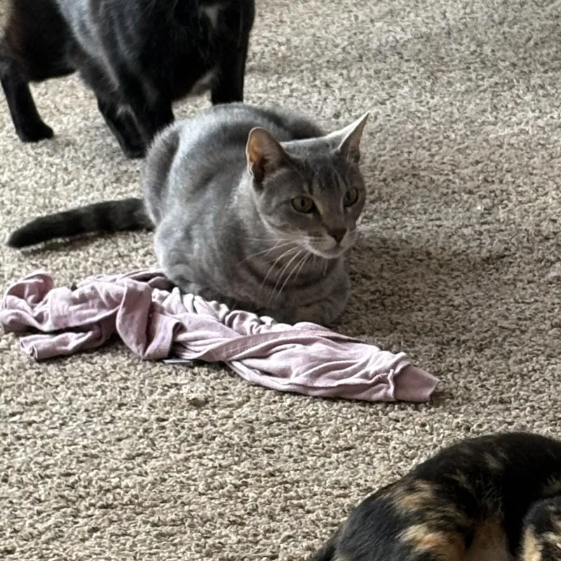 A young medium-sized female Tabby (Gray / Blue / Silver) Domestic Short Hair cat named Pearl for adoption in Liverpool, TX