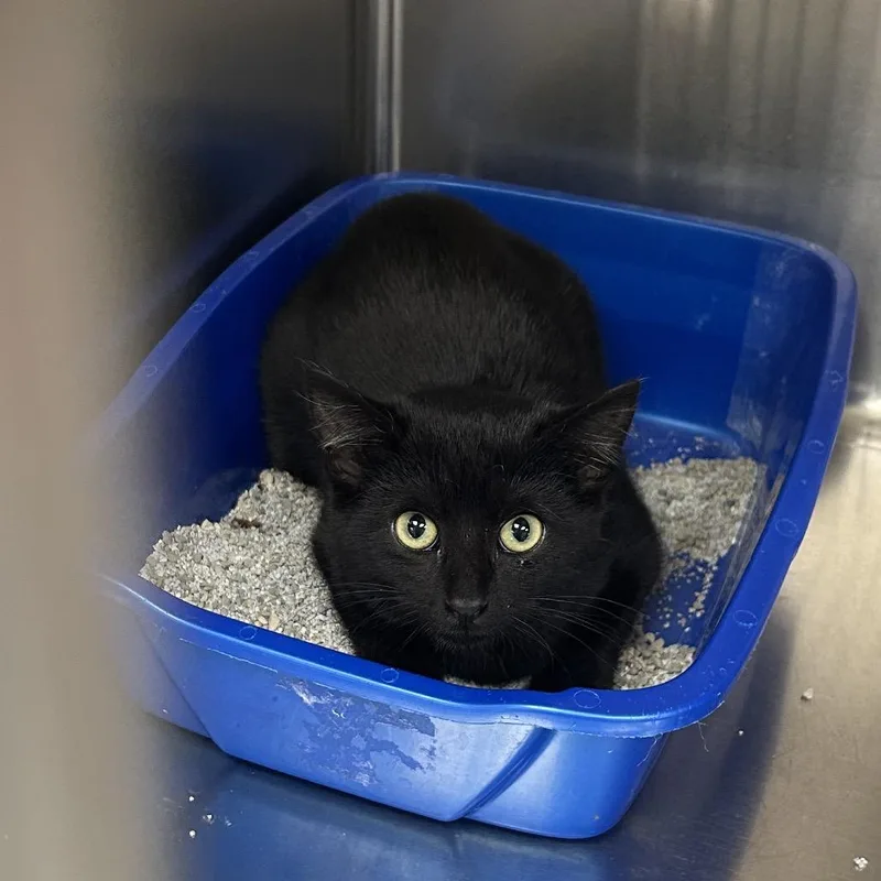 A young medium-sized male Black Domestic Short Hair cat named Bobbi for adoption in Hannibal, MO