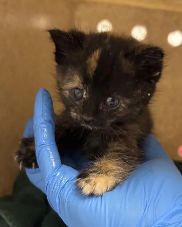 A baby medium-sized female Domestic Medium Hair cat named Little Miss Kirkland for adoption in Silverdale, WA