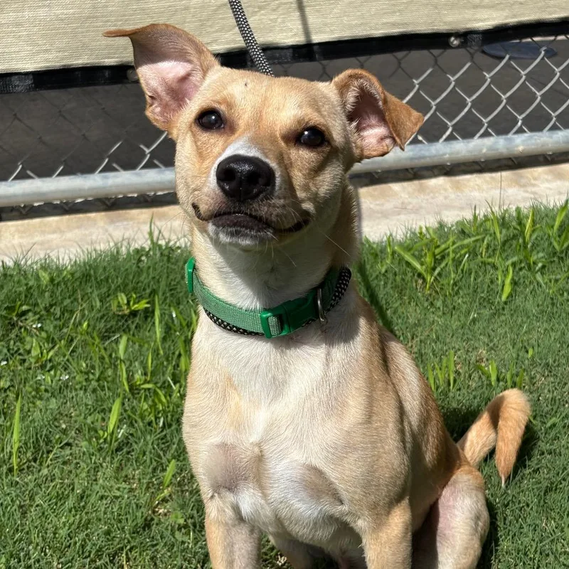 An adult small-sized male Yellow / Tan / Blond / Fawn Terrier dog named Cricket for adoption in League City, TX
