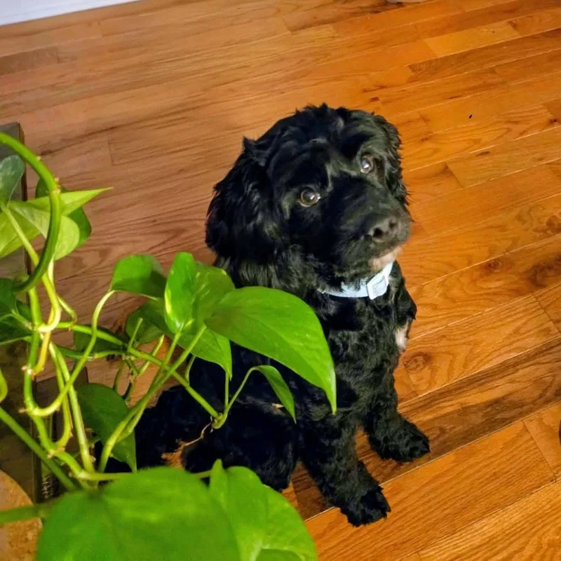A young small-sized female Black Cockapoo dog named Sadie Cockapoo for adoption in Hopkinton, MA