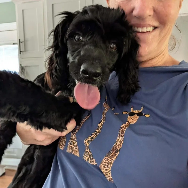 Sadie  Cockapoo thumbnail 2