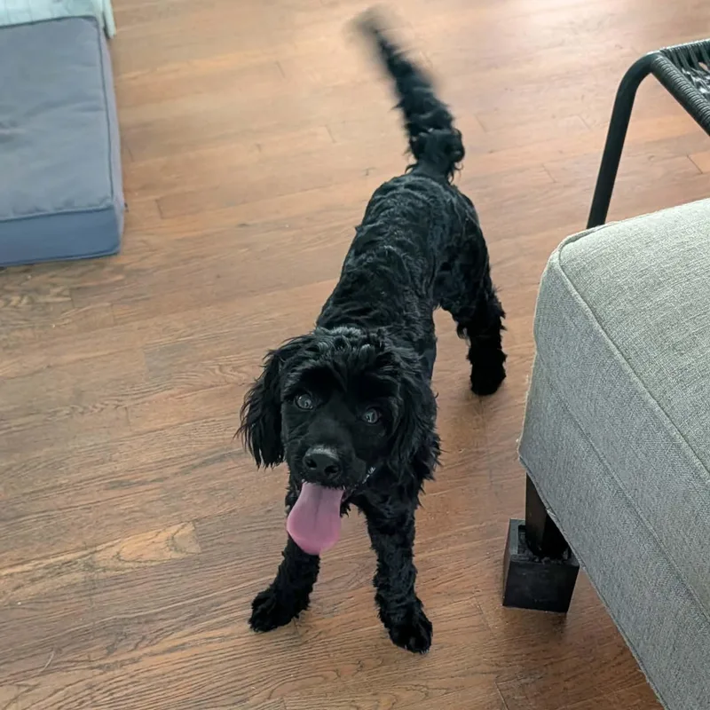 Sadie  Cockapoo thumbnail 3
