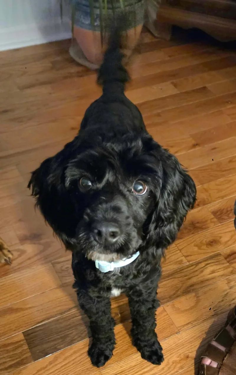 Sadie  Cockapoo thumbnail 4