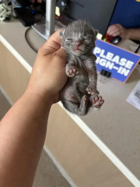 A baby small-sized male Domestic Short Hair cat named Aster for adoption in Louisville, KY