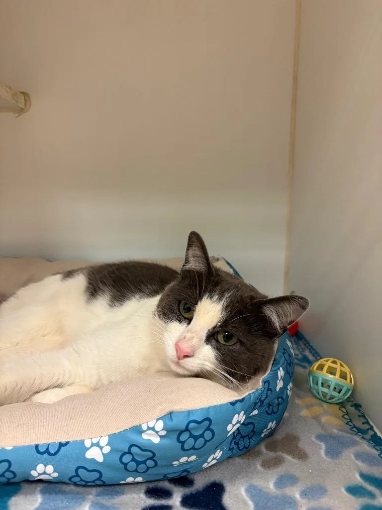 A young medium-sized male Domestic Short Hair cat named Stoney for adoption in Johnson City, TN