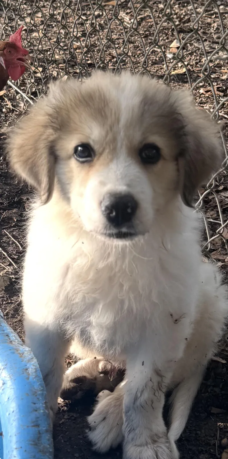 A young large-sized male Great Pyrenees dog named Lenno for adoption in Louise, TX